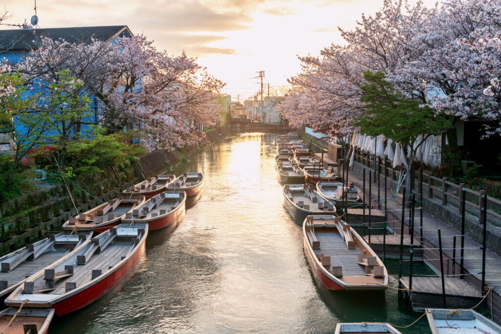 cerisier en fleur au Japon, province de Fukuoka